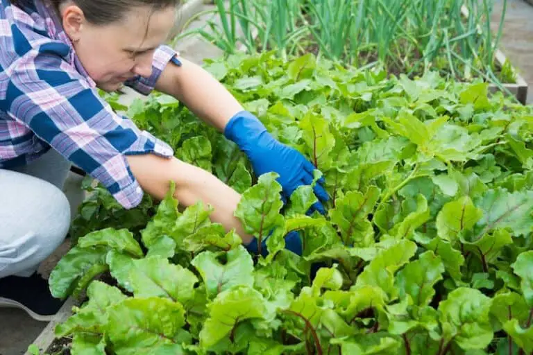 11 Genius Gardening Hacks You’ll Wish You Tried Sooner