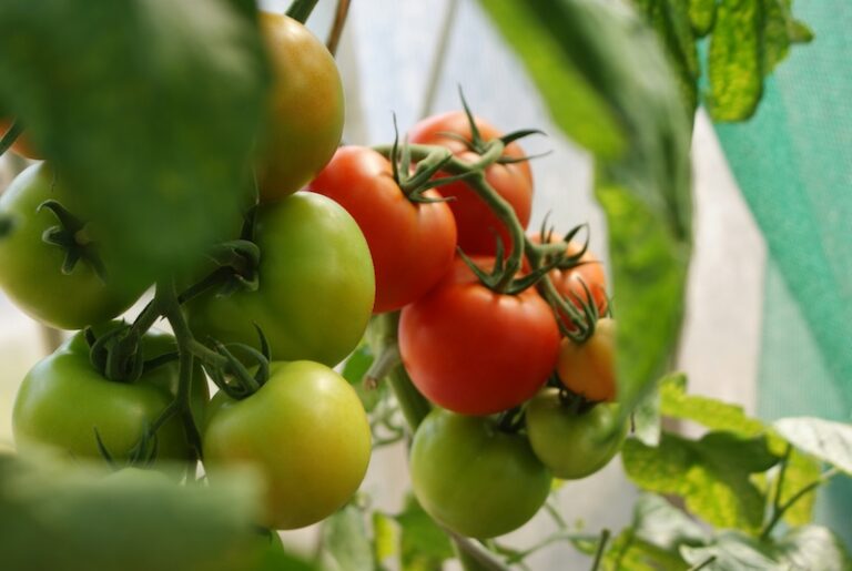 12 Brilliant Tips for Your Best Tomato Harvest Yet