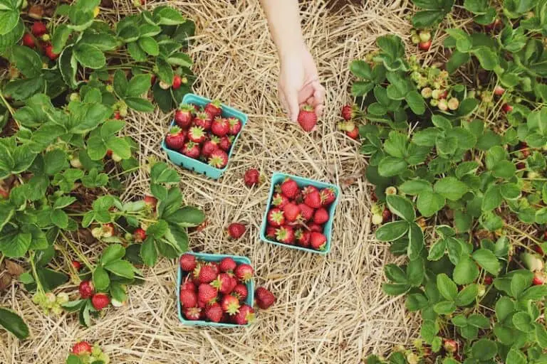 21 Must-Grow Fruits Perfect for Container Gardening