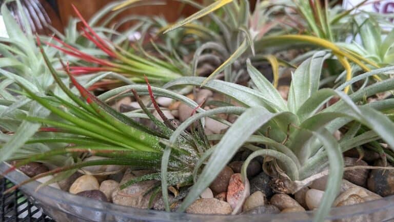 Air Plants 101: 12 Essential Tips for Growing Thriving Tillandsia