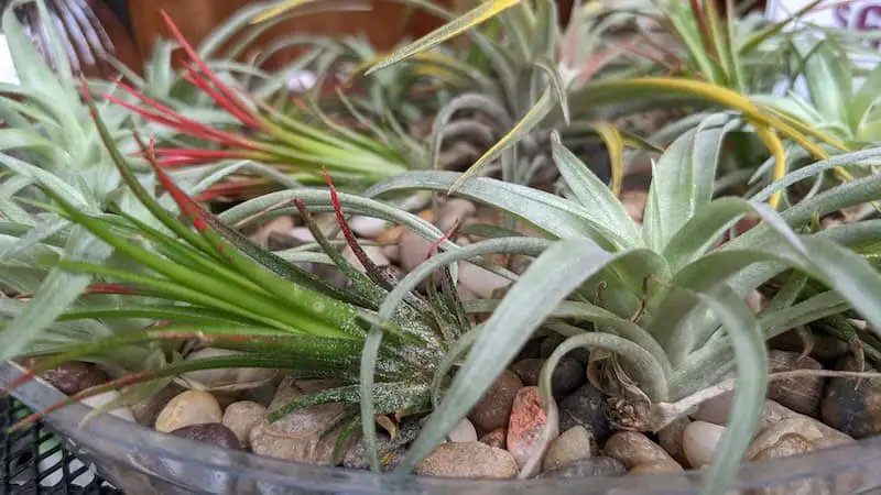 Air Plants