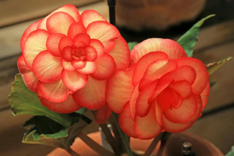 Begonia flower