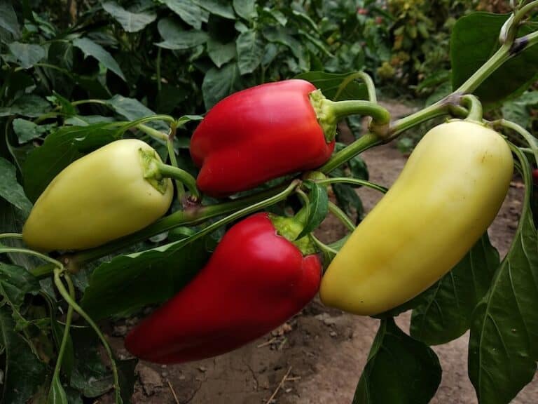 21 Best Pepper Plants to Grow for a Thriving Vegetable Garden