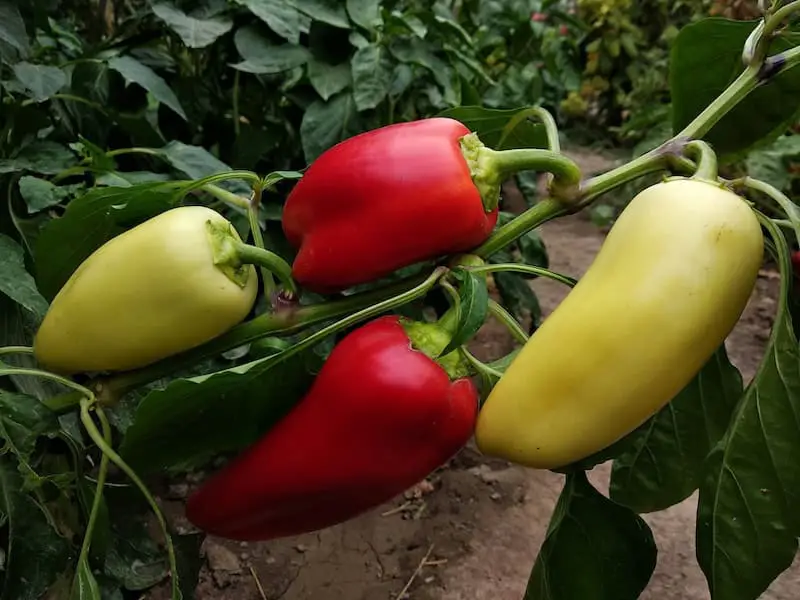 Best Types Of Pepper Plants To Grow In A Vegetable Garden