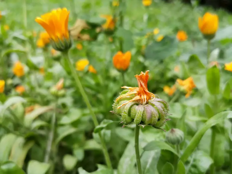 Calendula (Calendula officinalis)