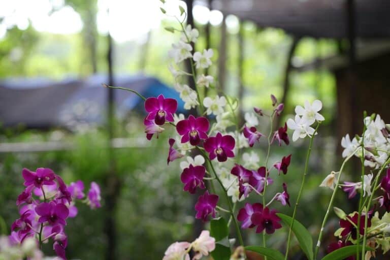 13 Common Orchid Mistakes That Are Slowly Killing Your Plant