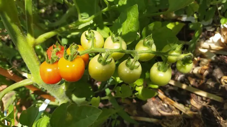 9 Plants You Should Never Grow Near Your Tomatoes