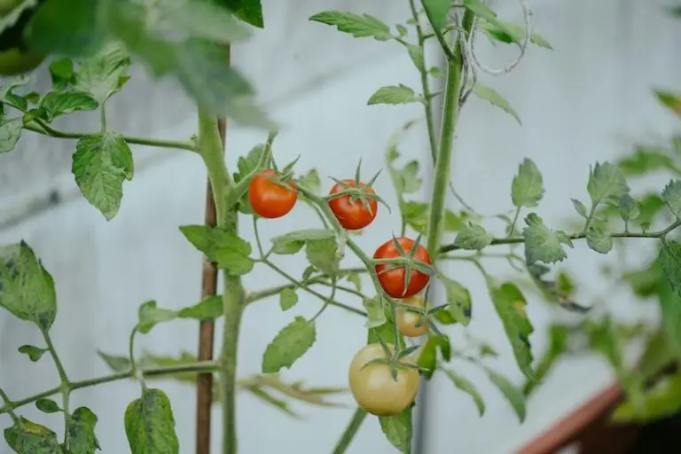 7 Reasons Your Tomatoes Are Splitting and How to Fix Them Fast