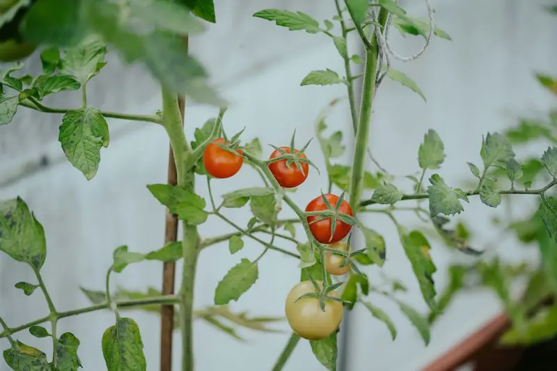 Reasons Your Tomatoes Are Splitting and Cracking on the Vine