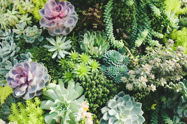 Don’t Fall for These Stupid Myths About Succulents