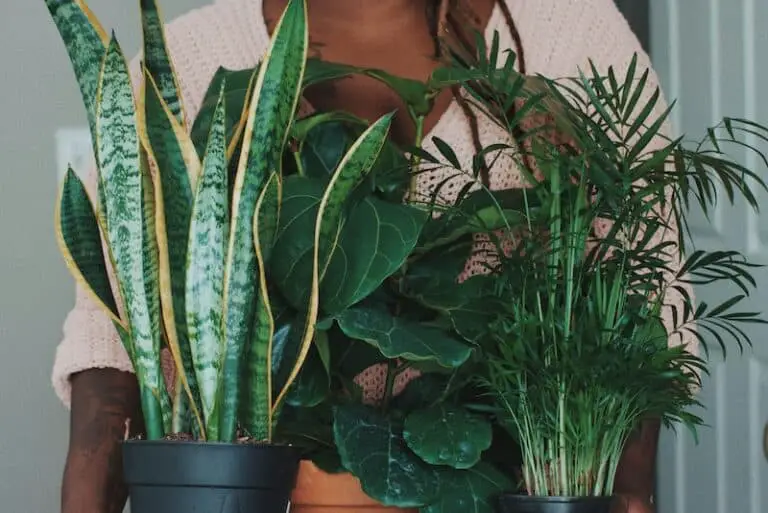 15 Essential Tips Every Snake Plant Owner Should Know