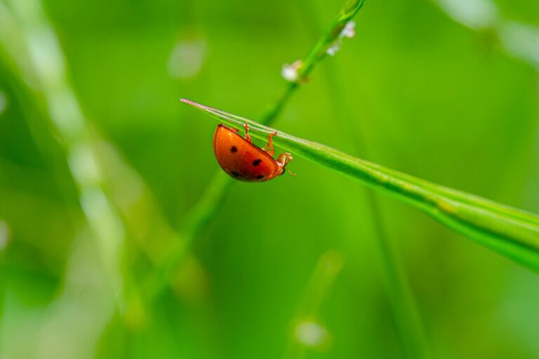 How to Attract Wild Ladybugs and Why Your Garden Desperately Needs Them