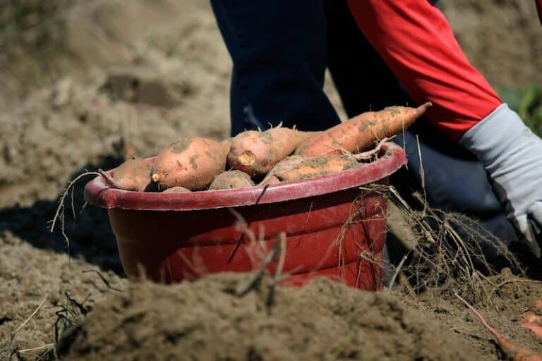 How to Grow 100 Pounds of Sweet Potatoes from Just One