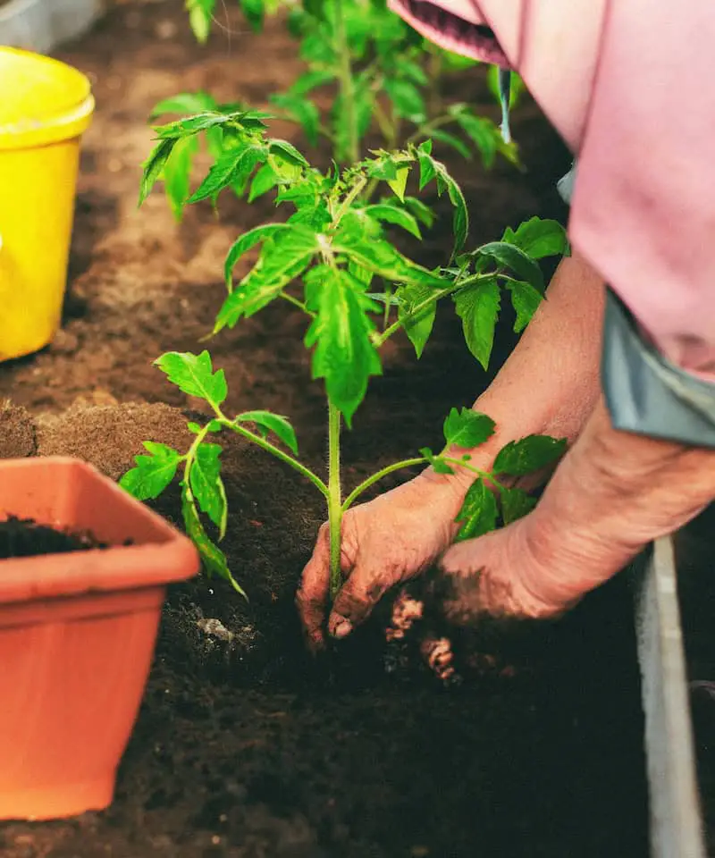 growing tomatoes in containers