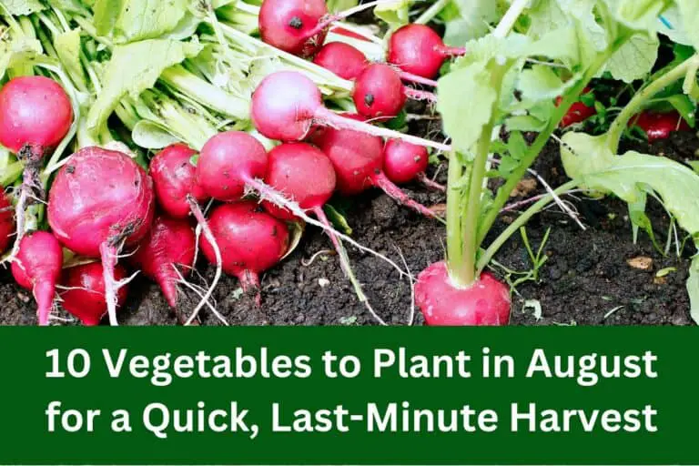 10 Vegetables to Plant in August for a Quick, Last-Minute Harvest