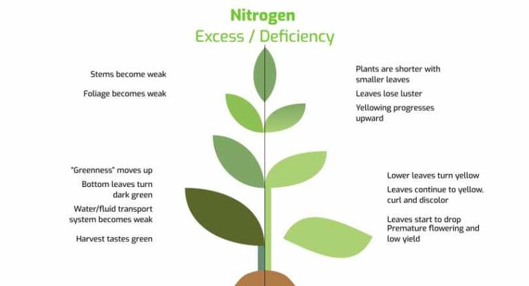 5 Signs of Nitrogen Deficiency in Plants & Quick Fixes