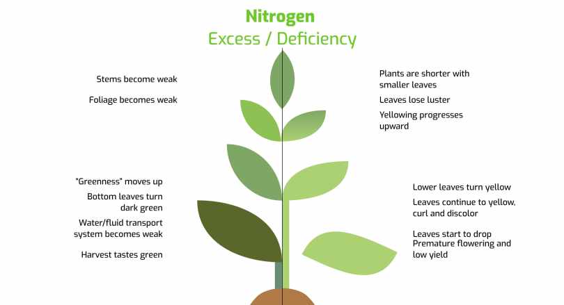 5 Signs of Nitrogen Deficiency in Plants & How to Fix It Quickly