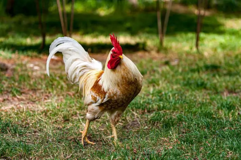 Are Chickens Good for Vegetable Gardens: Benefits and Tips