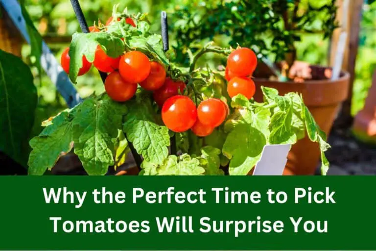 Why the Perfect Time to Pick Tomatoes Will Surprise You