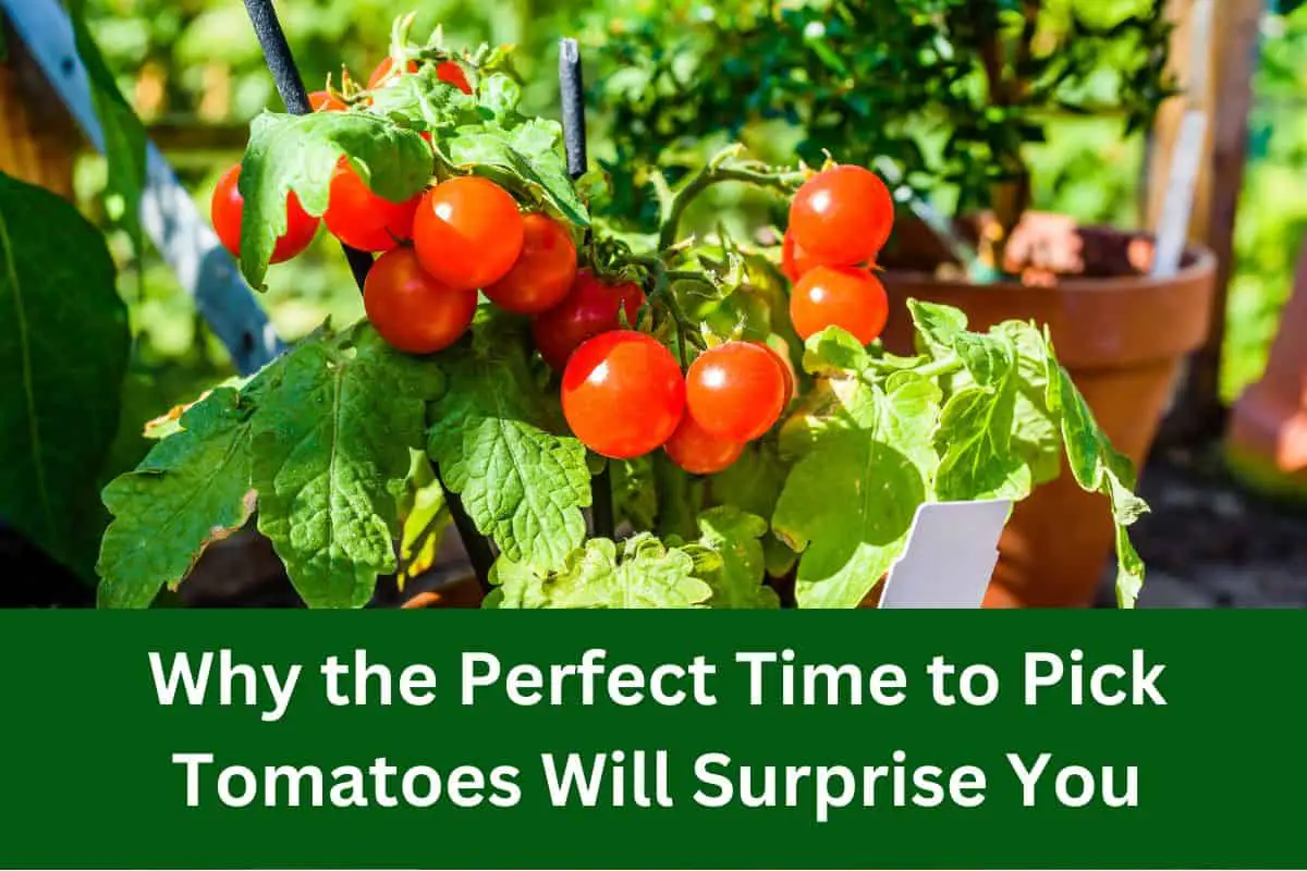 Best Time to Pick Tomatoes