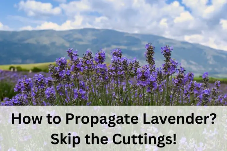 How to Propagate Lavender? Skip the Cuttings!