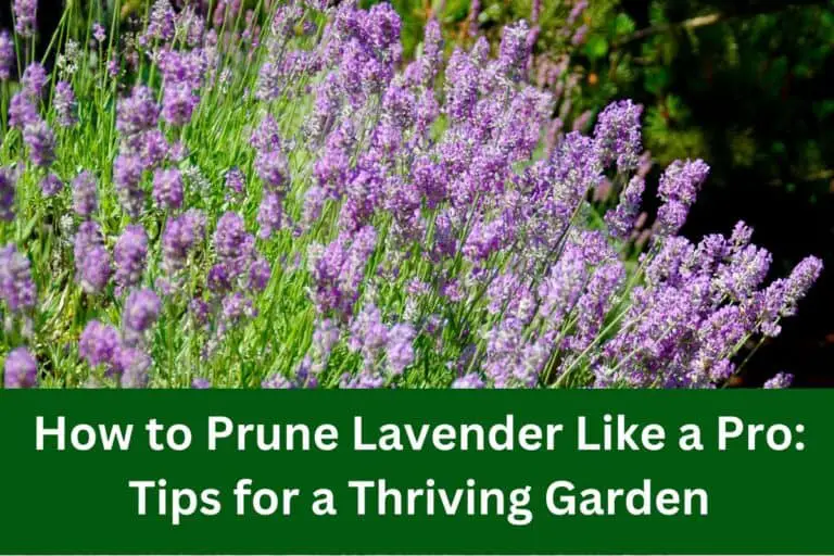 How to Prune Lavender Like a Pro: Tips for a Thriving Garden