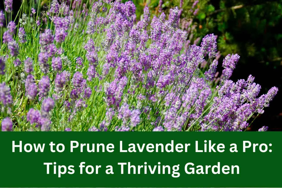 How to Prune Lavender Like a Pro