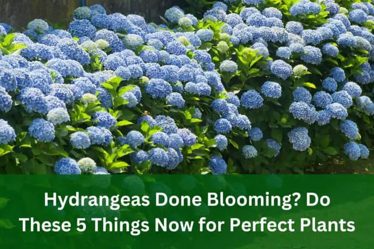 Hydrangeas Done Blooming? Do These 8 Things Now for Perfect Plants