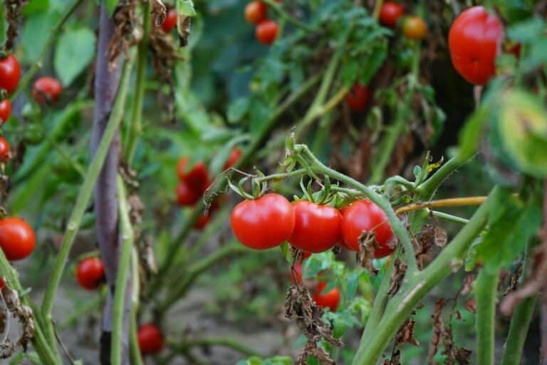 Maximize Your Tomato Harvest: 10 Proven Tips for More Tomatoes Per Plant