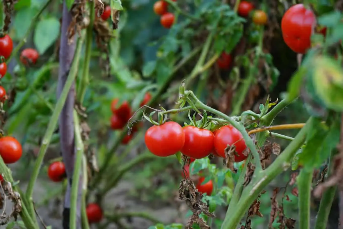 get more tomatoes per plants