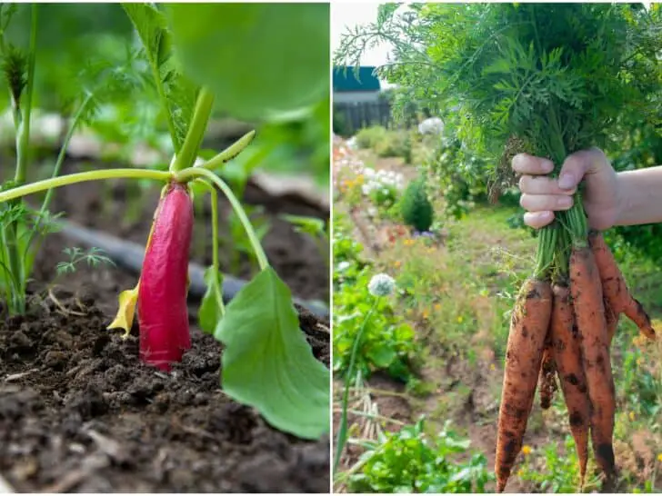 10 Veggies to Plant in August for a Last-Minute Harvest: Quick Growers