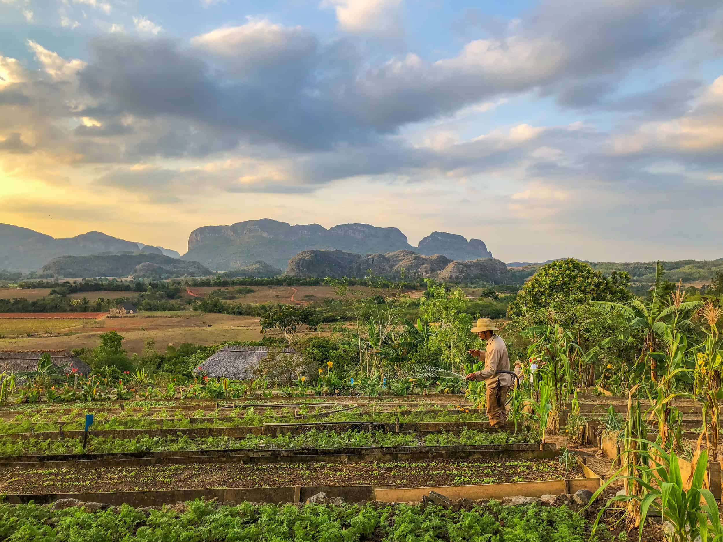 The Perfect Time to Pick Tomatoes Isn’t When You’d Expect: Surprising Facts