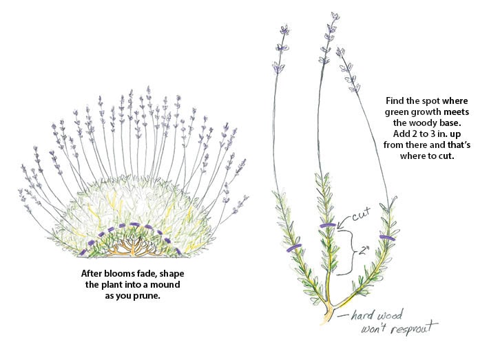 How to Prune Lavender: Expert Tips for a Healthy Garden