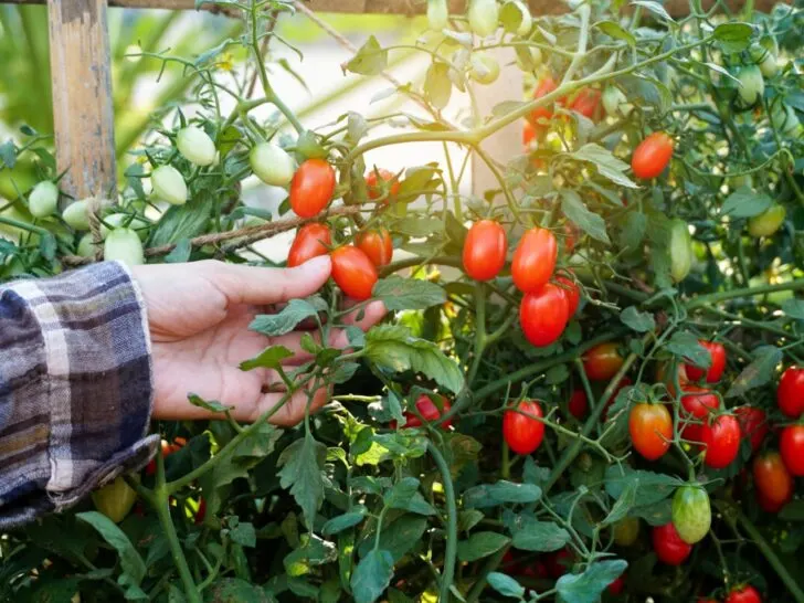 10 Practical Tips to Get More Tomatoes Per Plant: Proven Methods