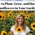 The Right Way to Grow Sunflowers