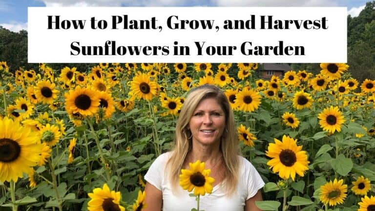 Grow Stunning Sunflowers with These Expert Tips