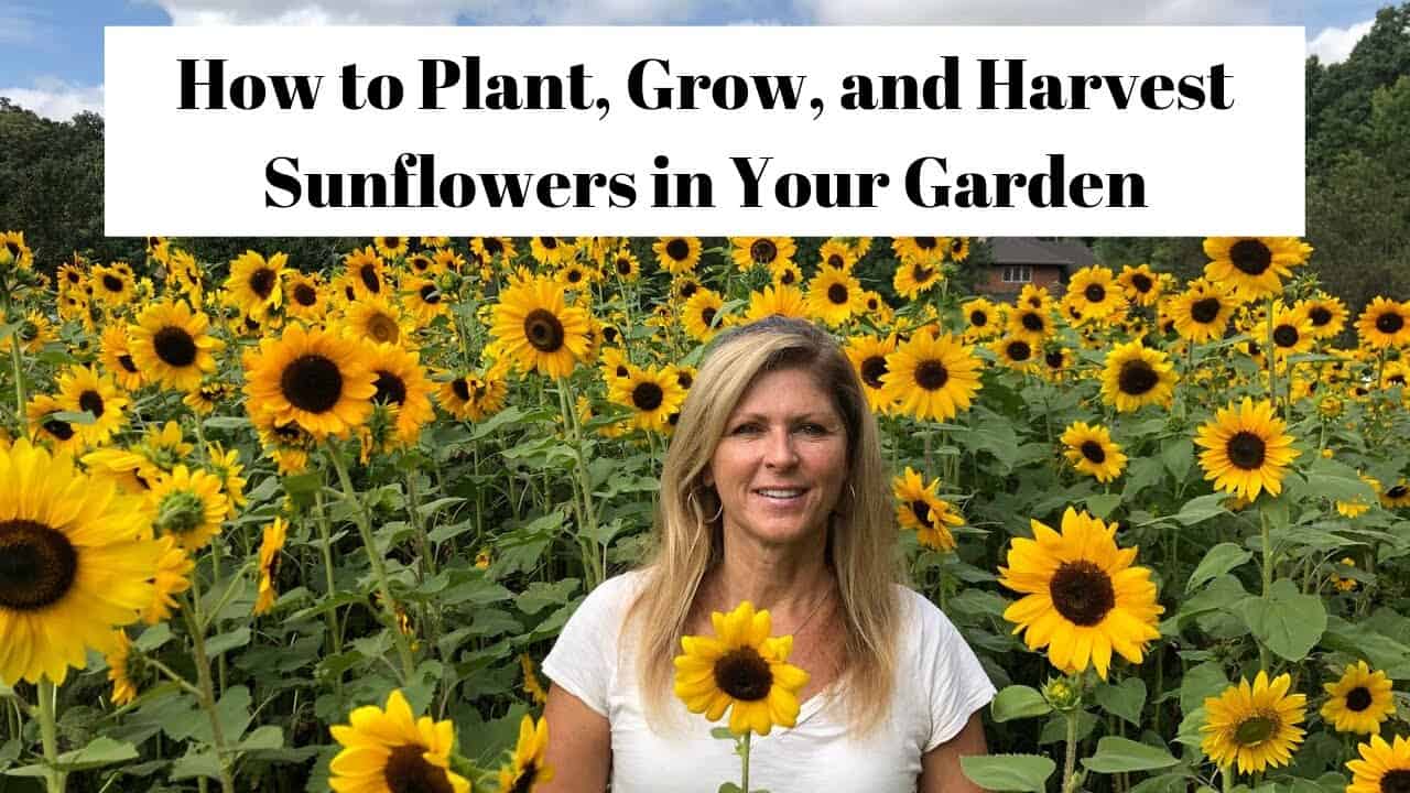 The Right Way to Grow Sunflowers