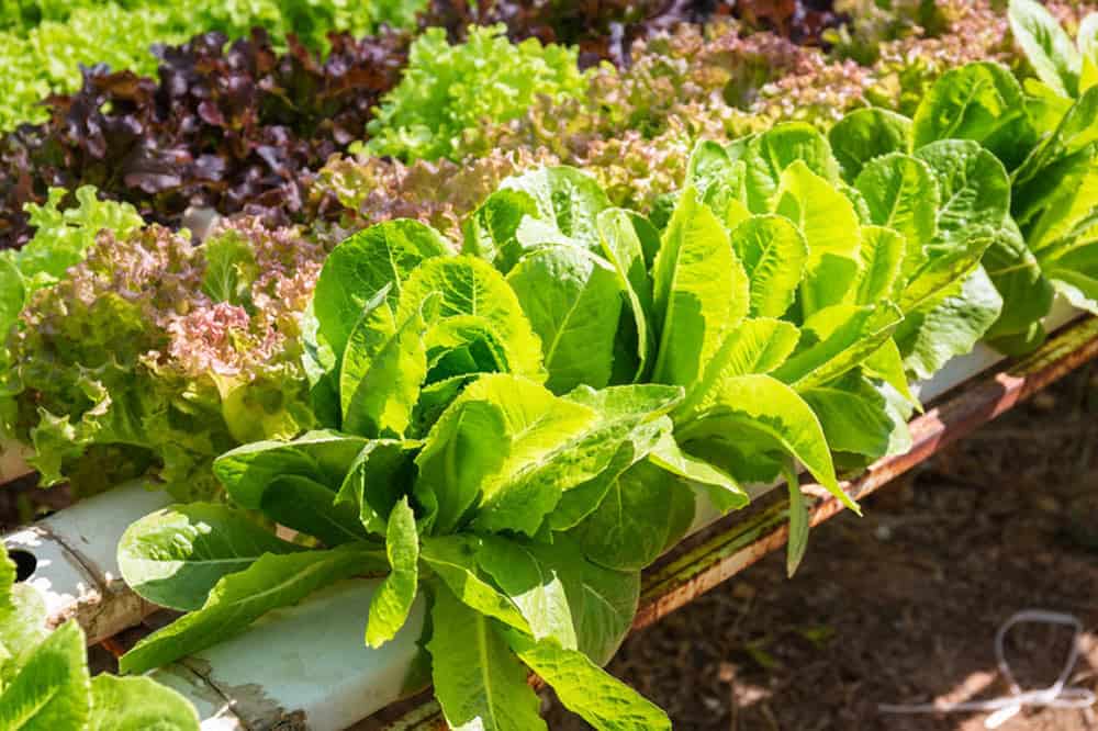 8 Best Plants To Grow In A Hydroponic Garden