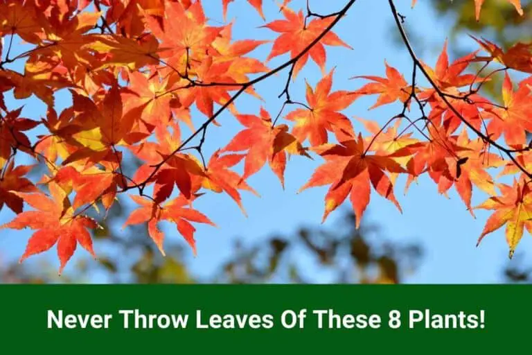 Never Throw Leaves Of These 8 Plants!