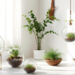 air plant display ideas