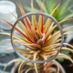 air plant health diagnosis