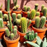 beginner cactus care steps