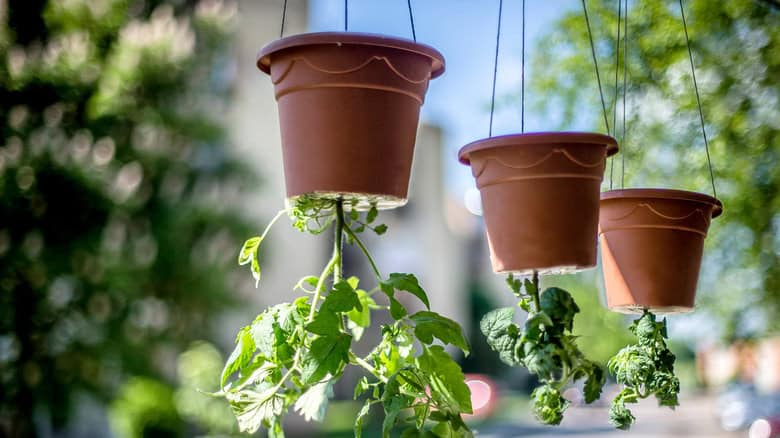 Best Vegetables To Grow In Your Upside Down Garden