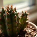 cactus discoloration causes explained