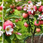 caring for pink lady apple