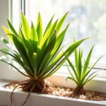 caring for window haworthia