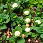 challenging vegetable cultivation list