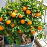 container grown persimmon tree care