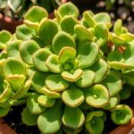 cotyledon orbiculata care guide