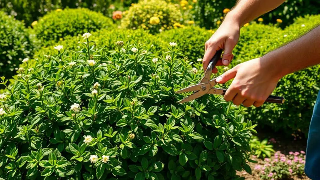 delicate plant species